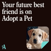 Adopt-A-Pet