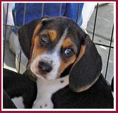 Beagle puppy
