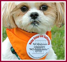 Bentley, whose back legs are paralyzed, is a puppy mill dog who goes to protests and rallies to tell people about puppy mills.