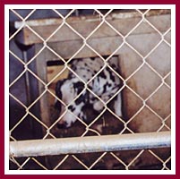 Dalmatian mama in whelping pen.