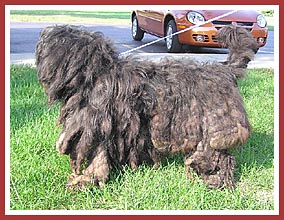 This dog actually came from a hoarder situation. Fully half of her weight consisted of feces-matted hair.