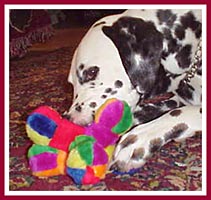 Mr. Peabody enjoying a favorite stuffed toy.