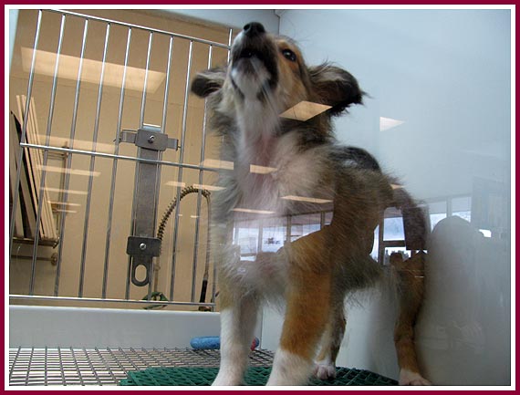 "Reflections;" this pup looks out of his cube at visitors to the Janesville, WI, Petland store (17 July 2009)