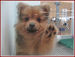 A petland puppy