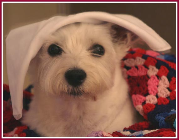 Scratch and her blankies