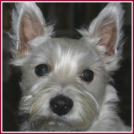 Scratch, a puppy mill puppy