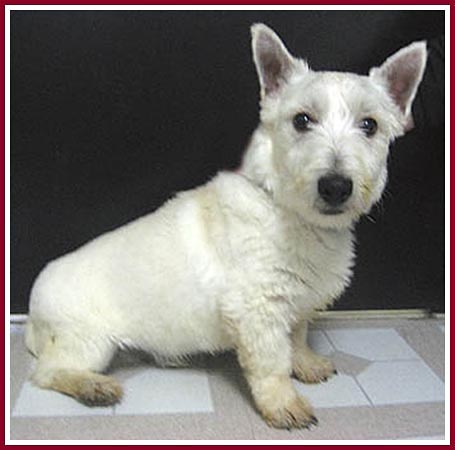 Charlie the West Highland Terrier